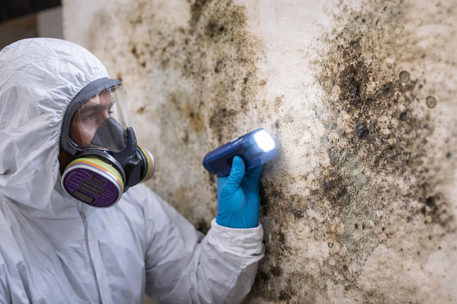 Mold remediation service